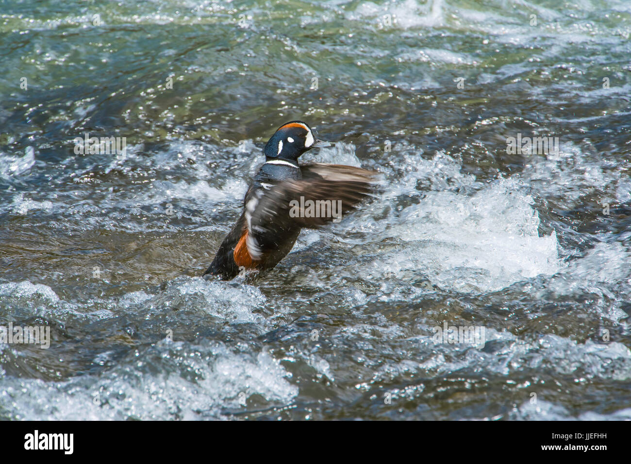 Macho de pato arlequín (Histrionicus histrionicus) en arroyos de montaña, en el oeste de América del Norte por Bruce Montagne Foto de stock