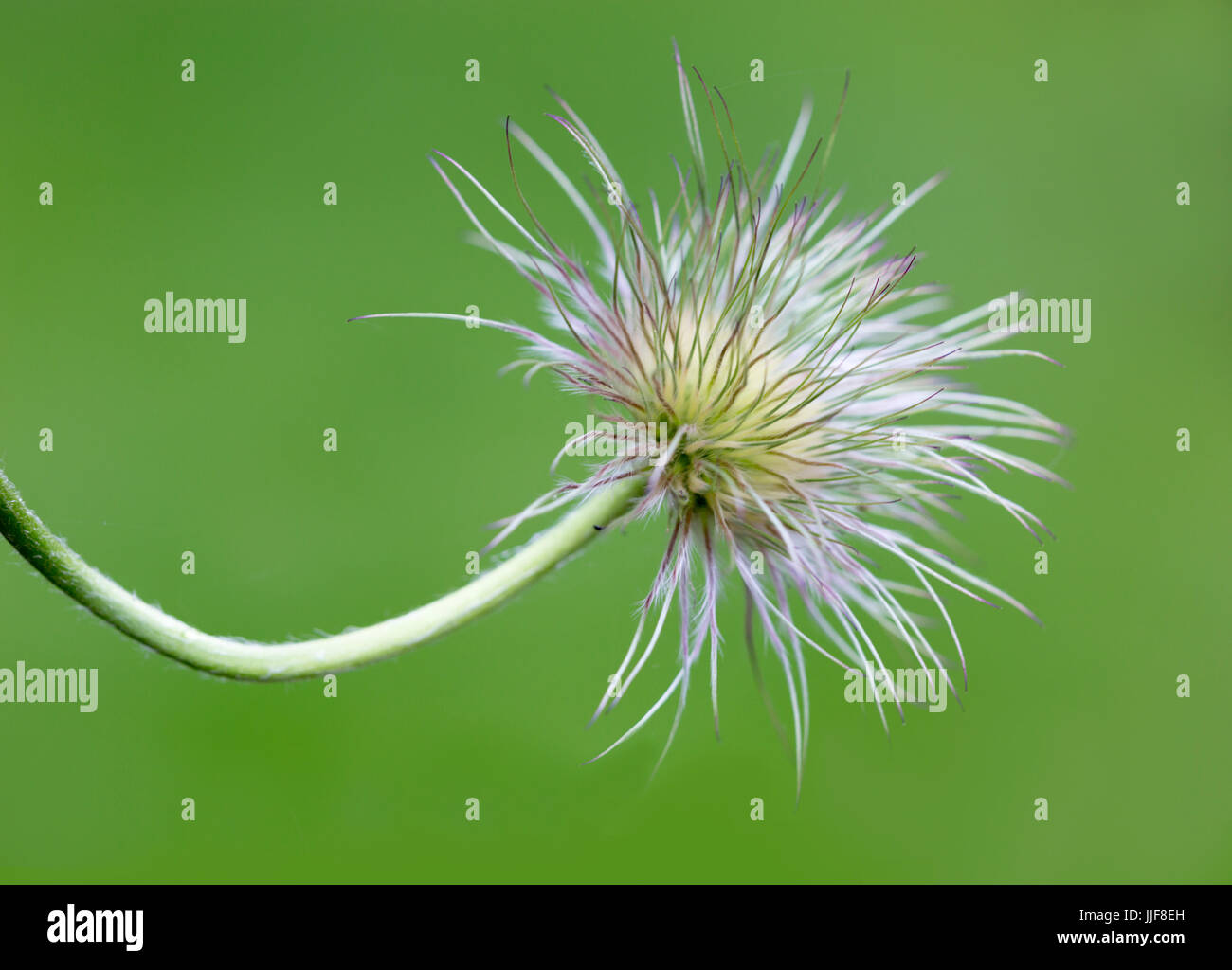 Pulsatilla vulgaris - Pasque Flower Jefe de semillas Foto de stock