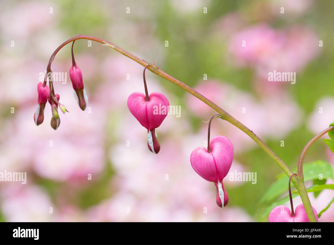 Planta dicentra fotografías e imágenes de alta resolución Alamy
