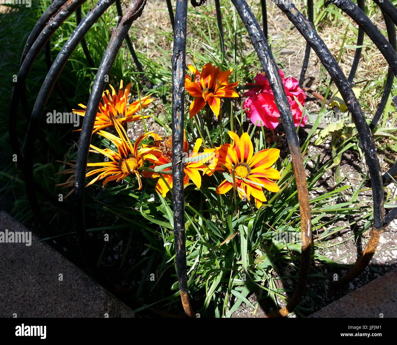 Flores en una jaula. Foto de stock