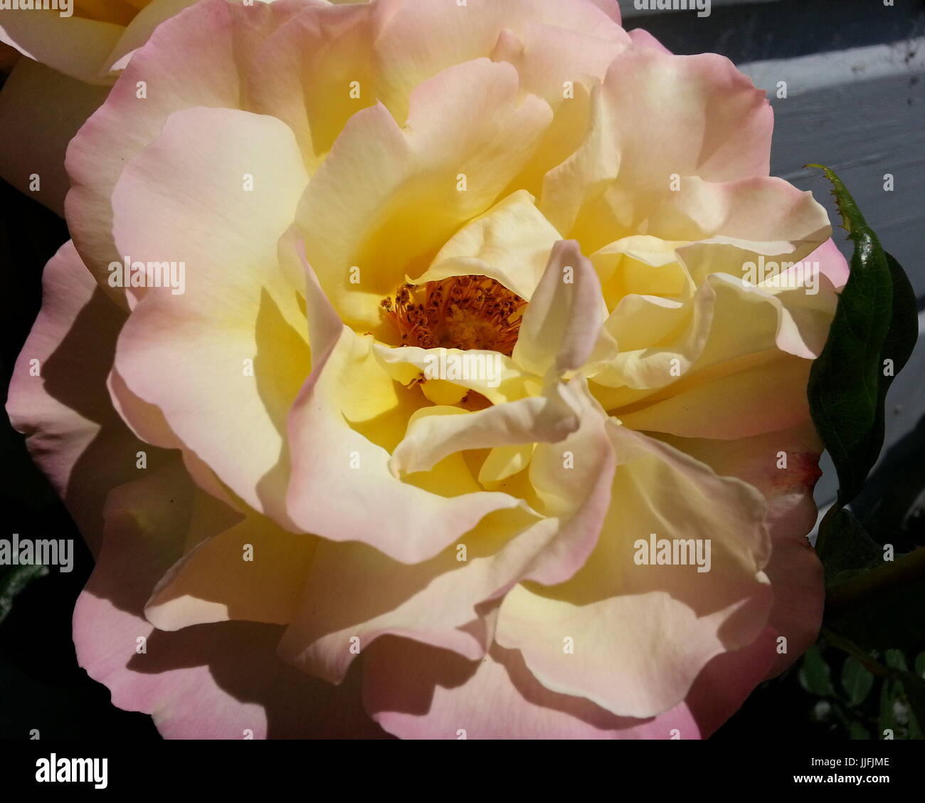 Rosa de color amarillo suave con bordes rosado Foto de stock