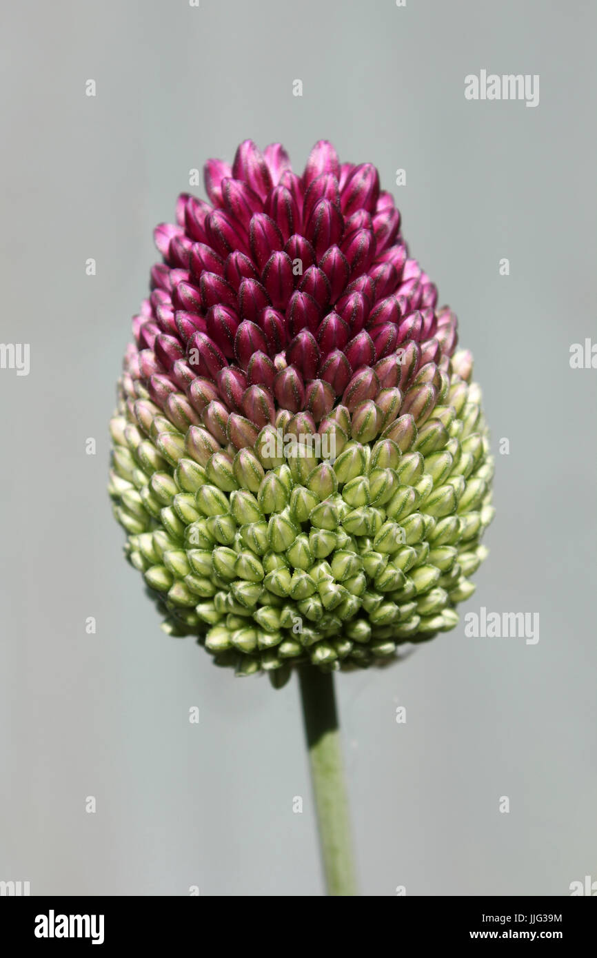 Allium Sphaerocephalon alias de cabeza redonda Puerro Foto de stock