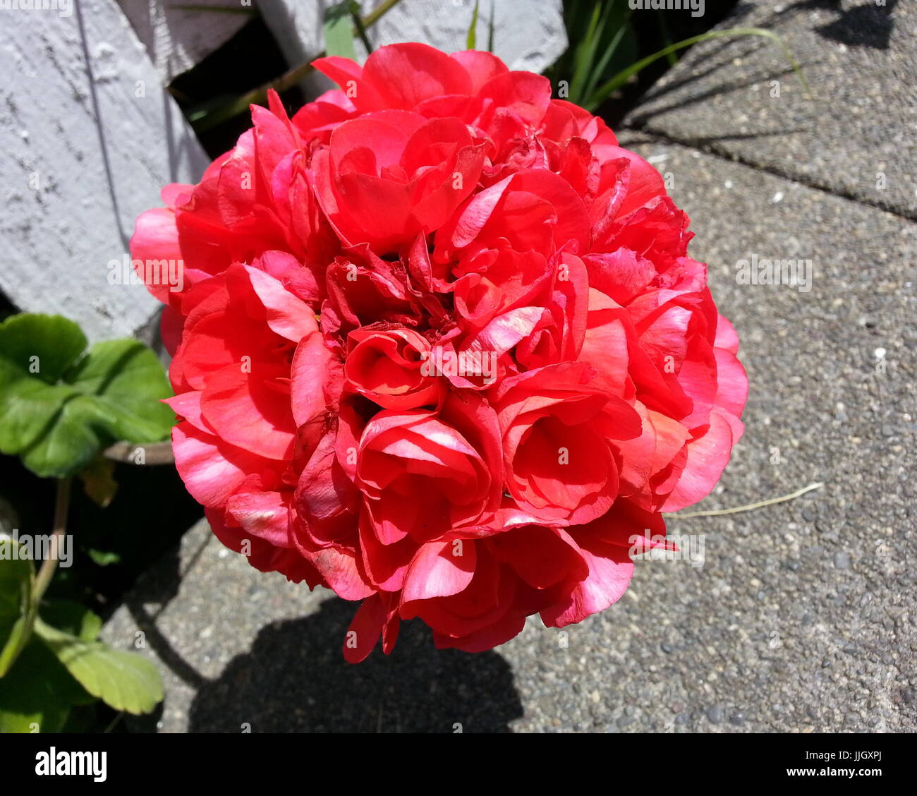 Jardín de flores rojas con valla blanca Foto de stock