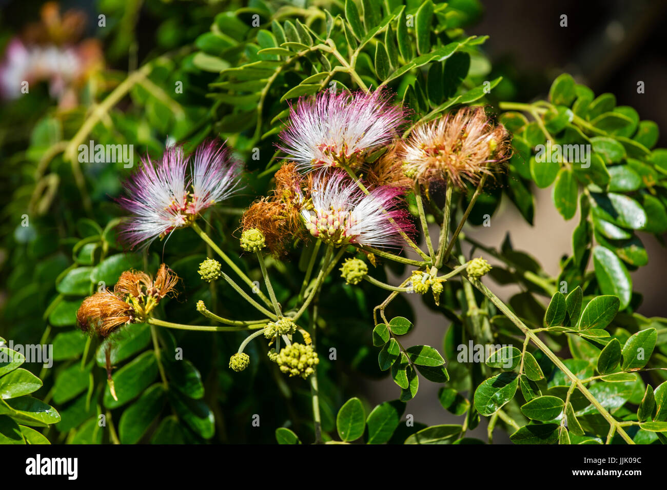 Un árbol en flor en el campo cerca de Viñales - Parque Nacional de Viñales, PINAR DEL RIO, Cuba. Foto de stock