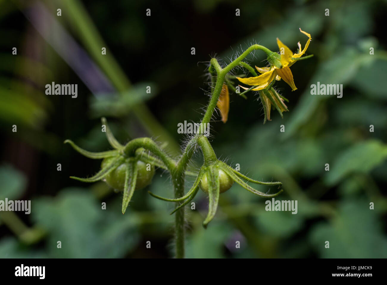 Planta de tomate bebé fotografías e imágenes de alta resolución - Alamy
