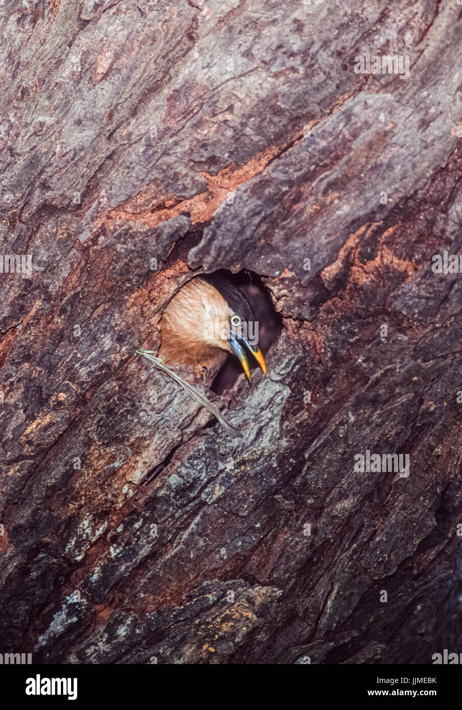 Brahminy Myna o Brahminy Starling, (Sturnia pagodarum), compañeros fuera del agujero del nido, Keoladeo Ghana National Park, Bharatpur, Rajasthan, India Foto de stock