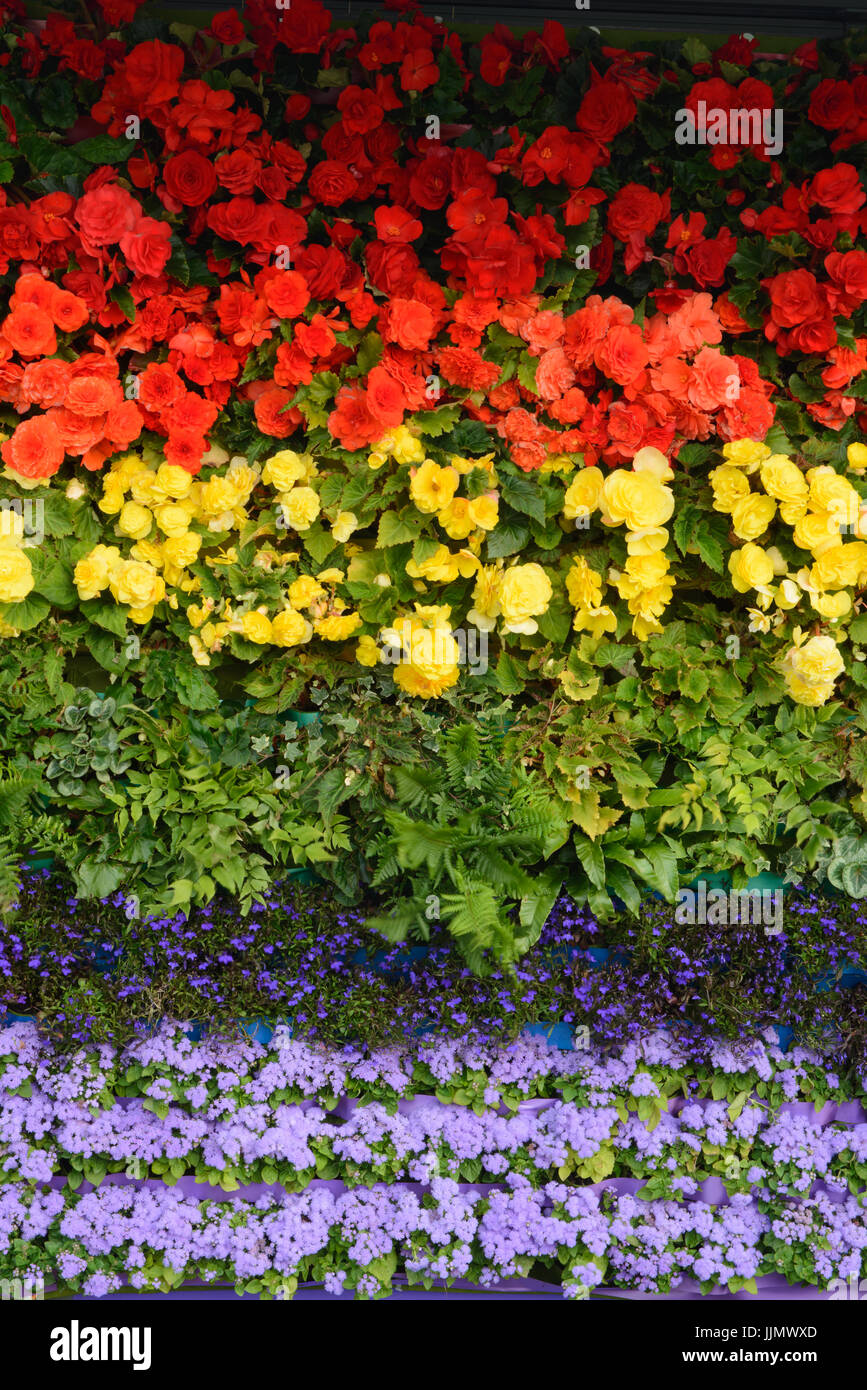 La bandera del arco iris de flores. Begonia, Lobelia, helechos y ageratum Foto de stock