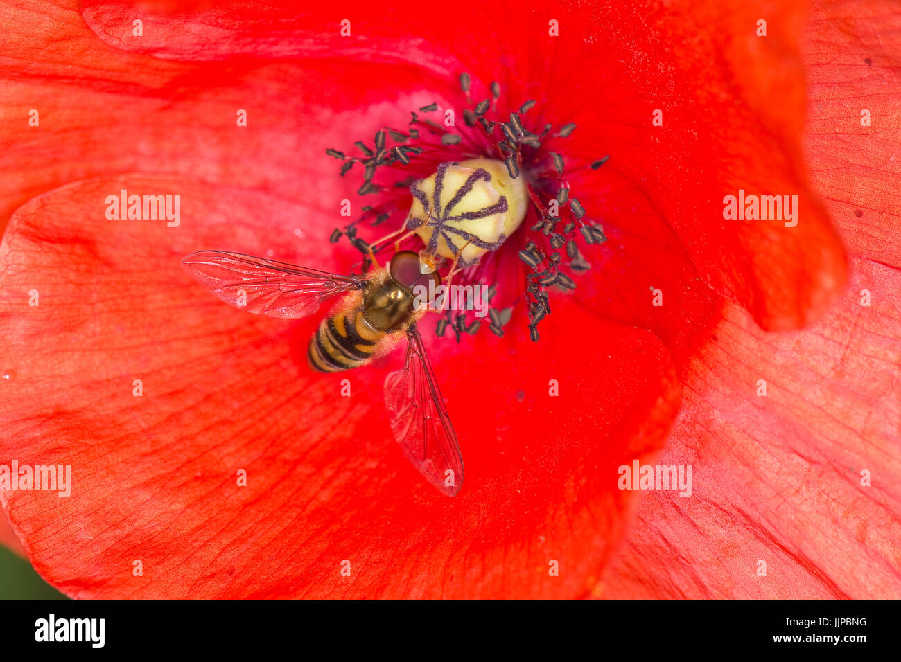 Hoverfly, Episyrphus balteatus, alimentándose de la flor roja de una larga encabezó la amapola, Papaver dubium, Berkshire, Julio Foto de stock