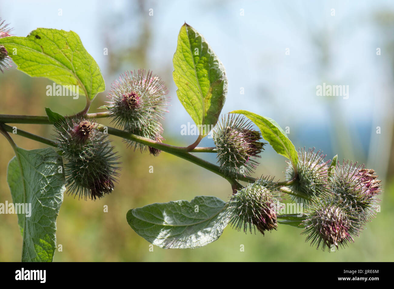 Menor, bardana Arctium minus, flores de morir y la producción de semillas  tratadas en ganchos pequeños como velcro que ayudan en la dispersión en el  pelaje de los animales, Jul Fotografía de