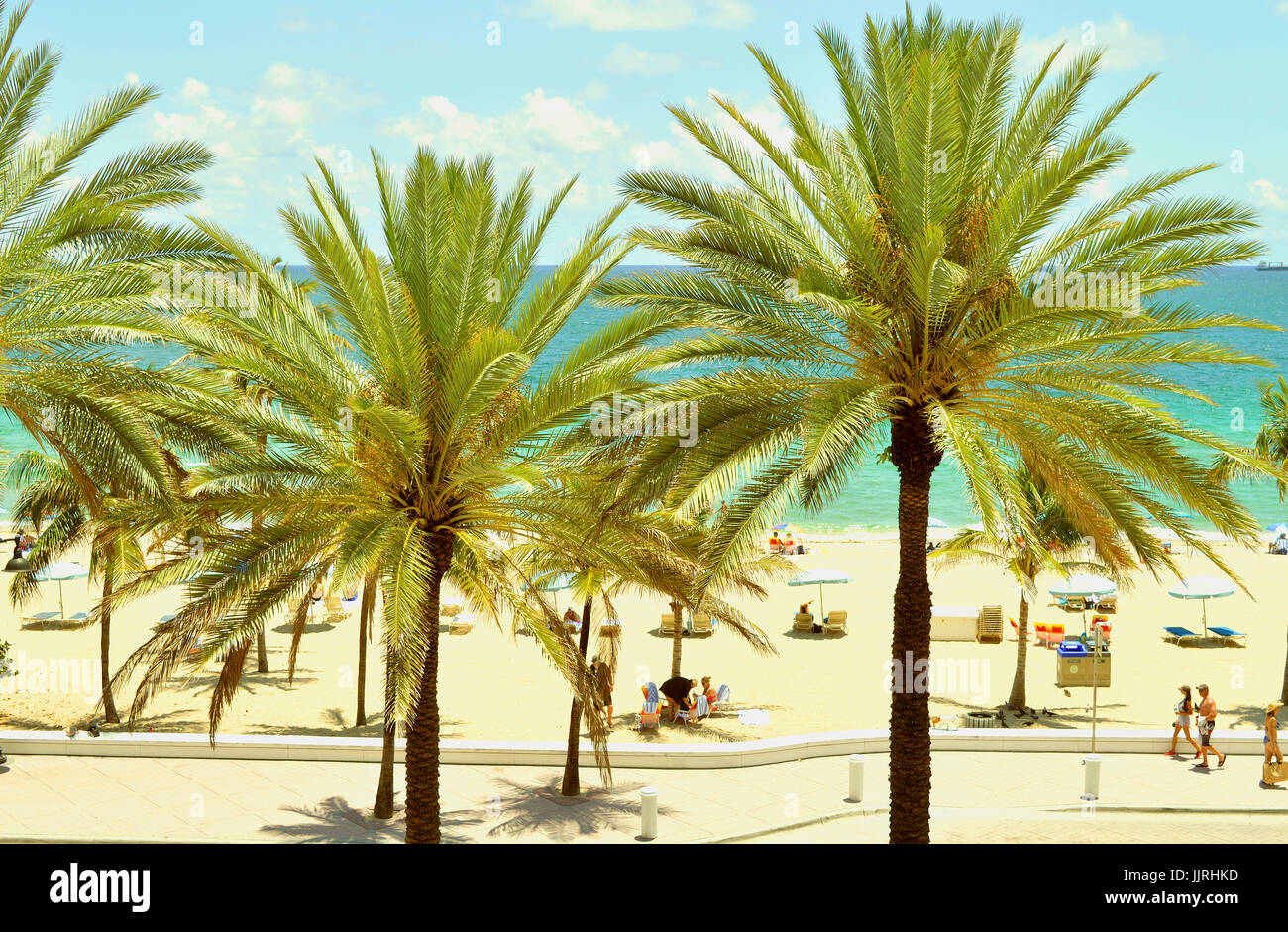Palmeras en Fort Lauderdale Beach Foto de stock
