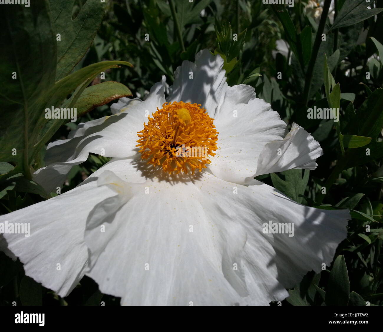 Amapola Matilija blanco Foto de stock