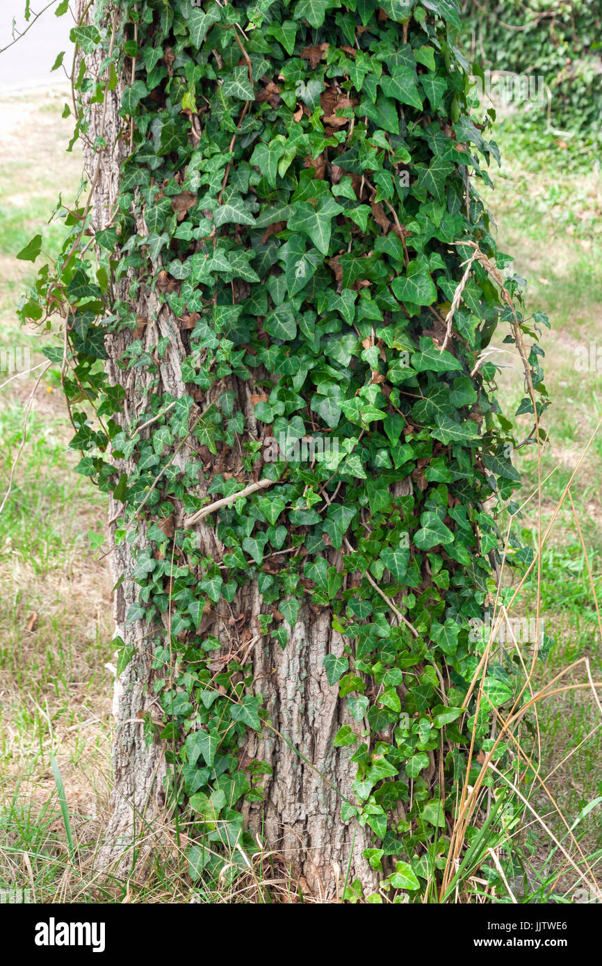 Hiedra inglesa creciente sobre el tronco de un árbol. Foto de stock