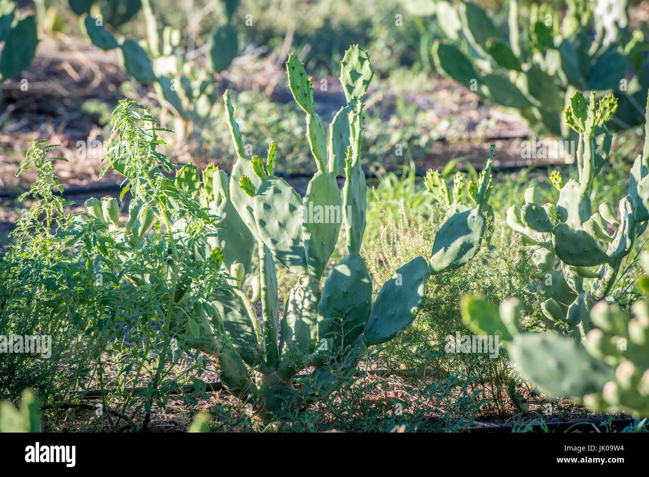 Los cactus Opuntia plantas crecen en la luz del sol sobre la granja en Helmeringhausen Dabis invitado, en el sur de Namibia, África. Foto de stock