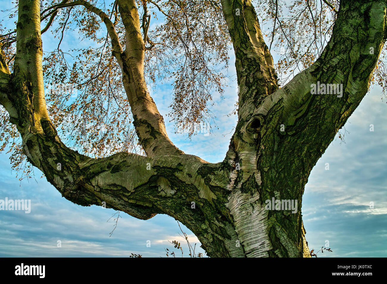 Brazo estirado en forma de cuatro grandes ramas de abedul, un páramo armfoermig ausgebreitete vier hauptaeste einer moorbirke Foto de stock
