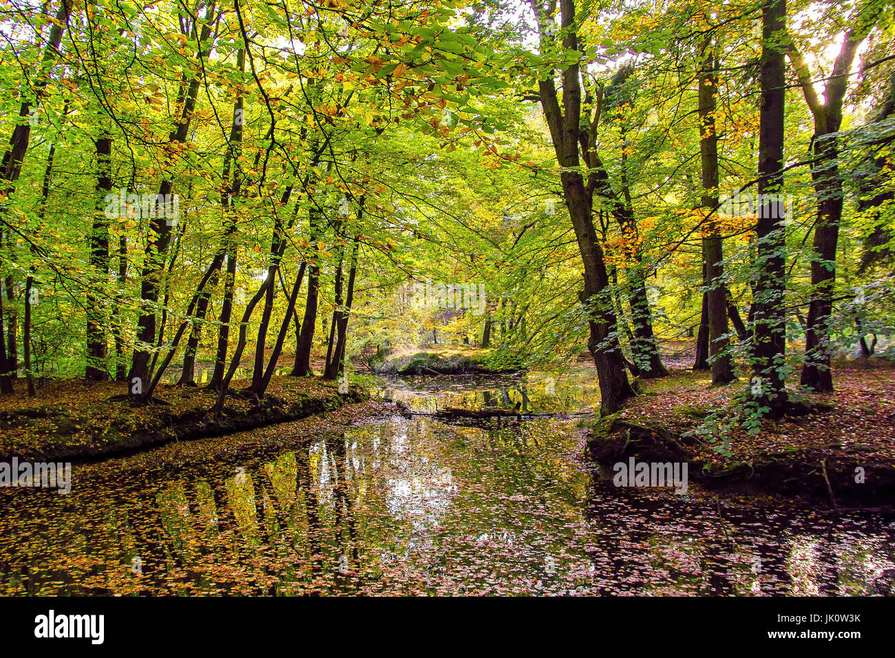 Estanque en medio de un brillante beech romper madera con comienzo otoño de coloración, weiher inmitten eines lichten buchenbruchwalds mit beginnender herbstf Foto de stock