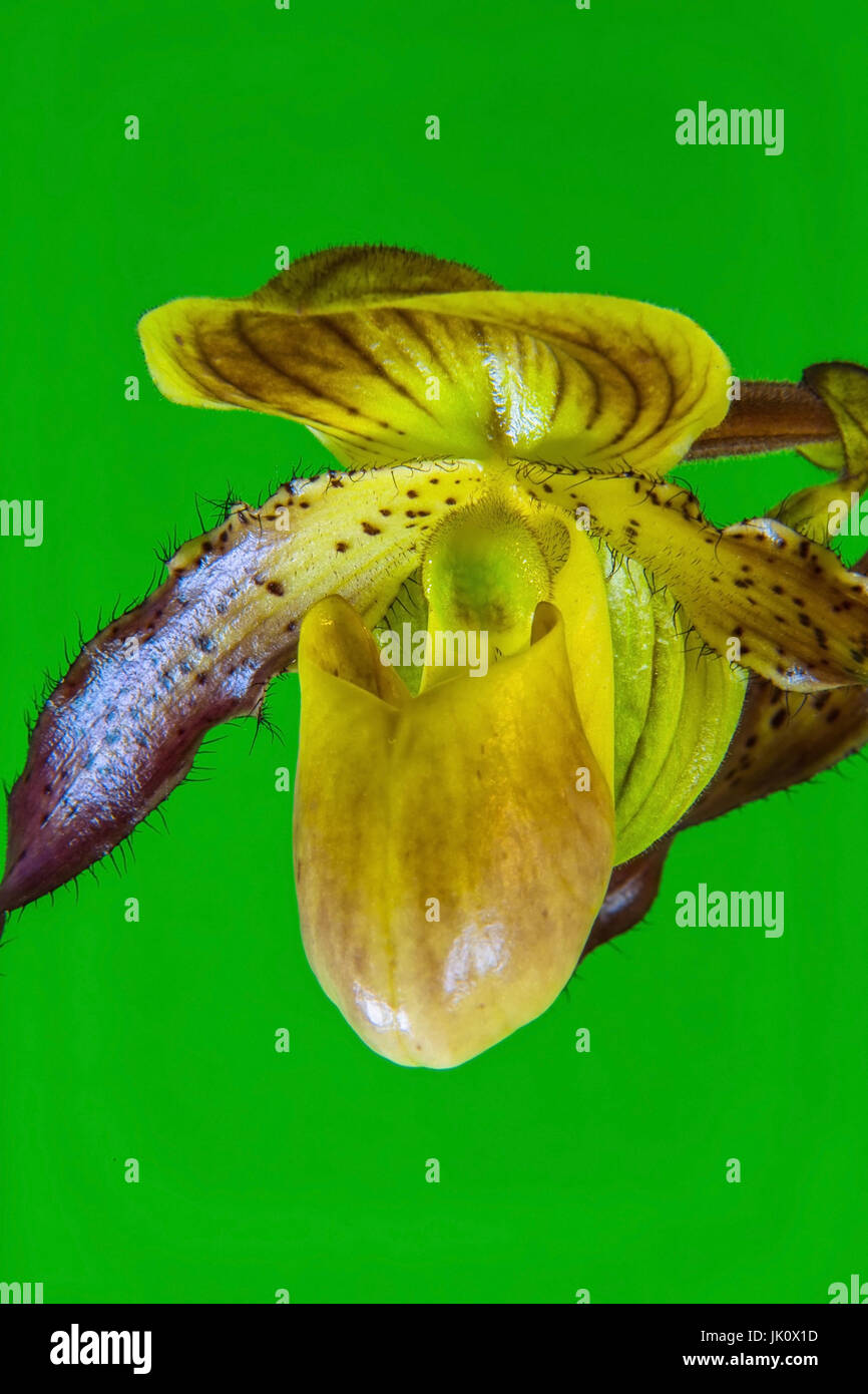 Flor Única de una orquídea, einzelbluete frauenschuh einer frauenschuh-orchidee Foto de stock