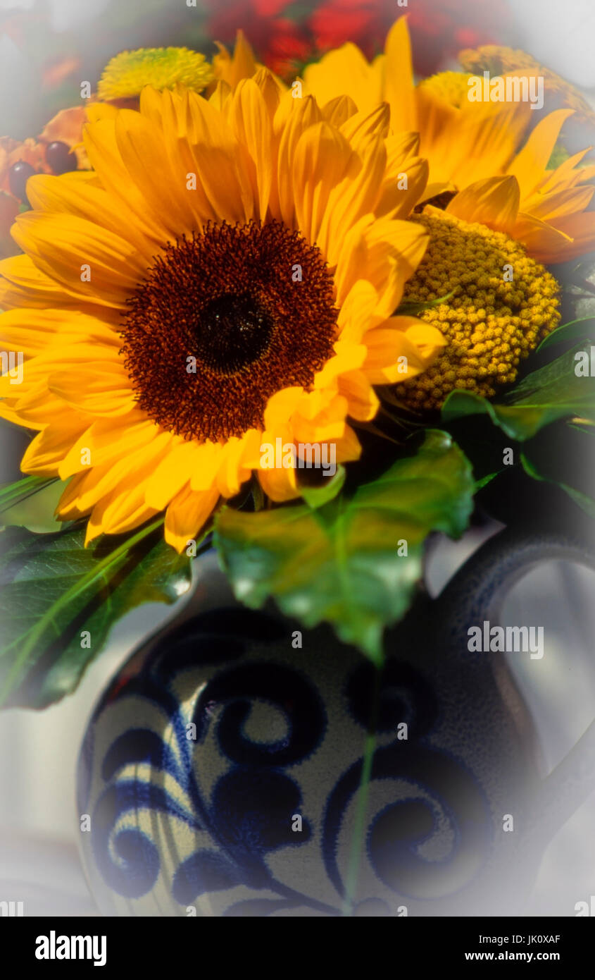 Completamente florecido girasol en jarra de barro. El girasol en flor en  loza jarra., voll erbluehte irdenem sonnenblume en girasol en krug  Fotografía de stock - Alamy