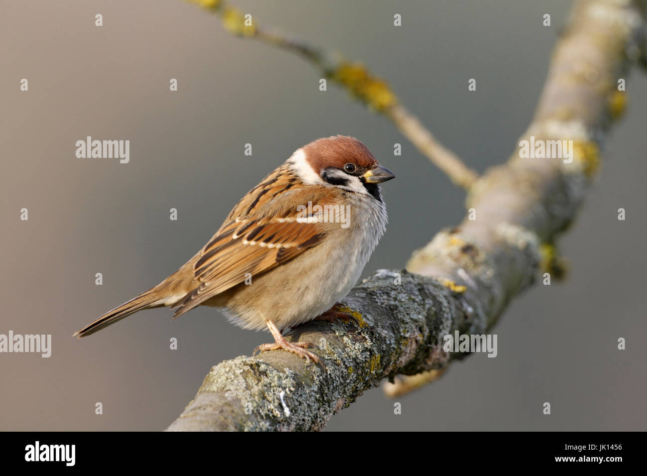 Campo, sparrow sparrow, Passer montanus,,, Spatz Feldsperling Foto de stock