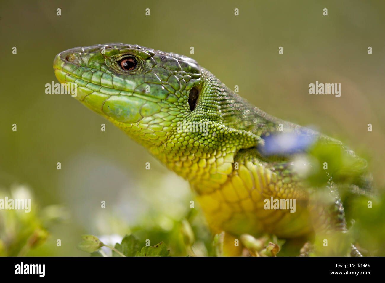 Lacerta lacerta viridis fotografías e imágenes de alta resolución Alamy