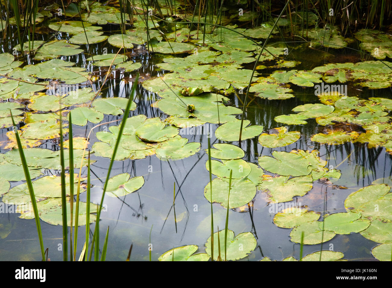 Spatterdock, agua amarilla-lily, vaca Lily Pond, o amarillo-lily (Nuphar luteum"). Cañón del Río Lobos Parque Natural . La provincia de Soria, Castilla y León. Foto de stock