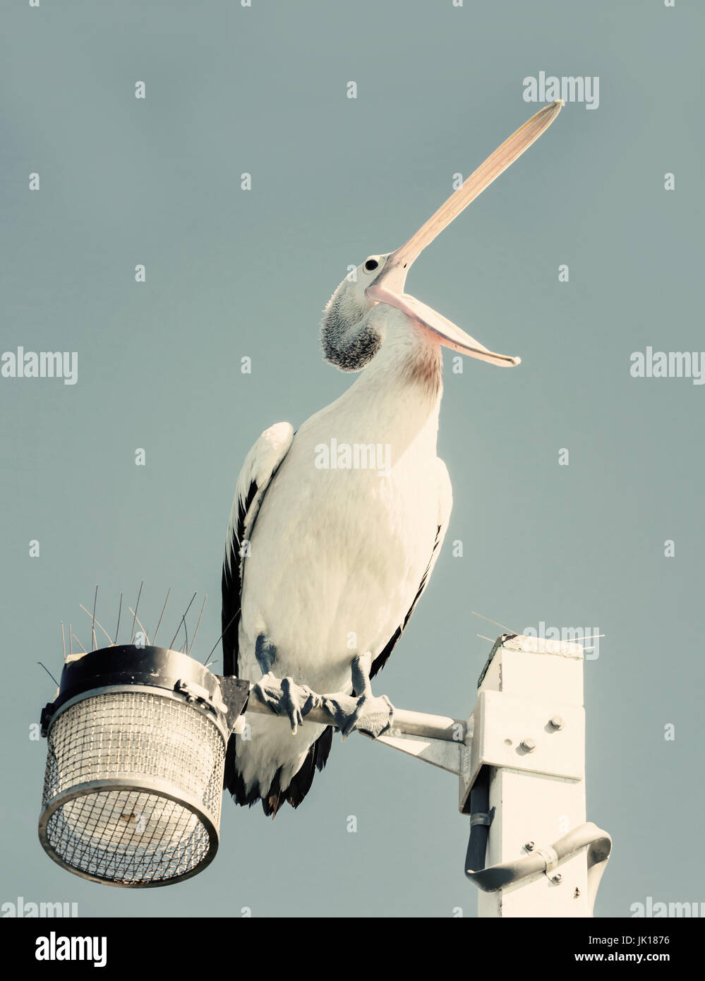 Pelican sobre un poste de la luz Foto de stock