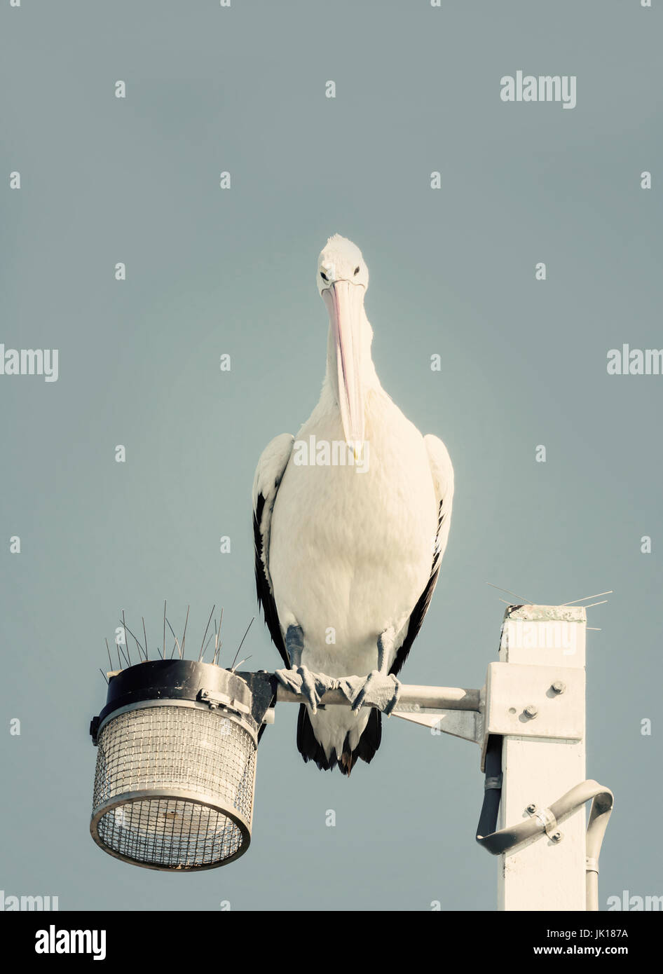 Pelican sobre un poste de la luz Foto de stock