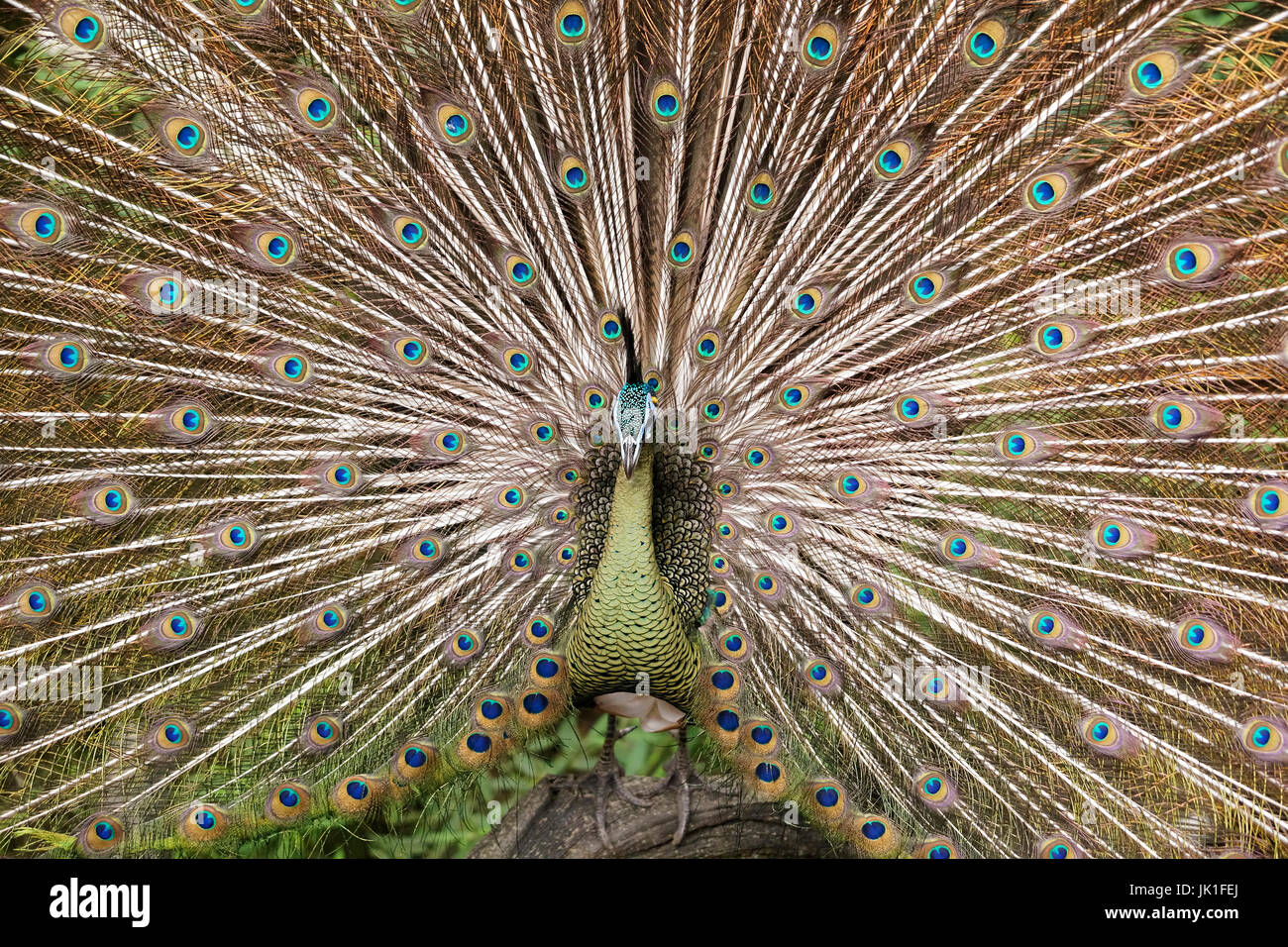 Verde con cabeza azul pavo real macho mostrando hermosas plumas vistosas abriéndolos amplia fuera a mediodía para lucirse. Foto de stock