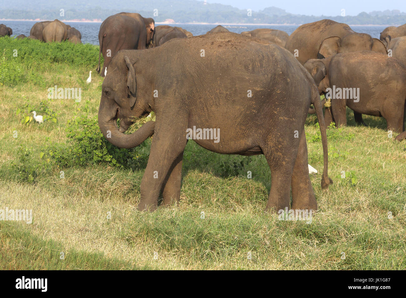 Parque Nacional Minneriya al norte y centro de la Provincia de Sri Lanka los elefantes asiáticos Foto de stock