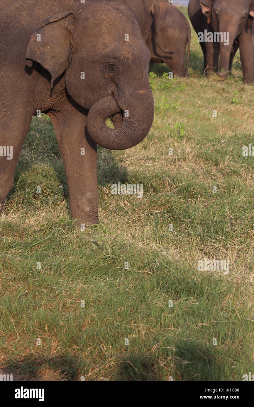 Parque Nacional Minneriya al norte y centro de la Provincia de Sri Lanka los elefantes asiáticos Foto de stock
