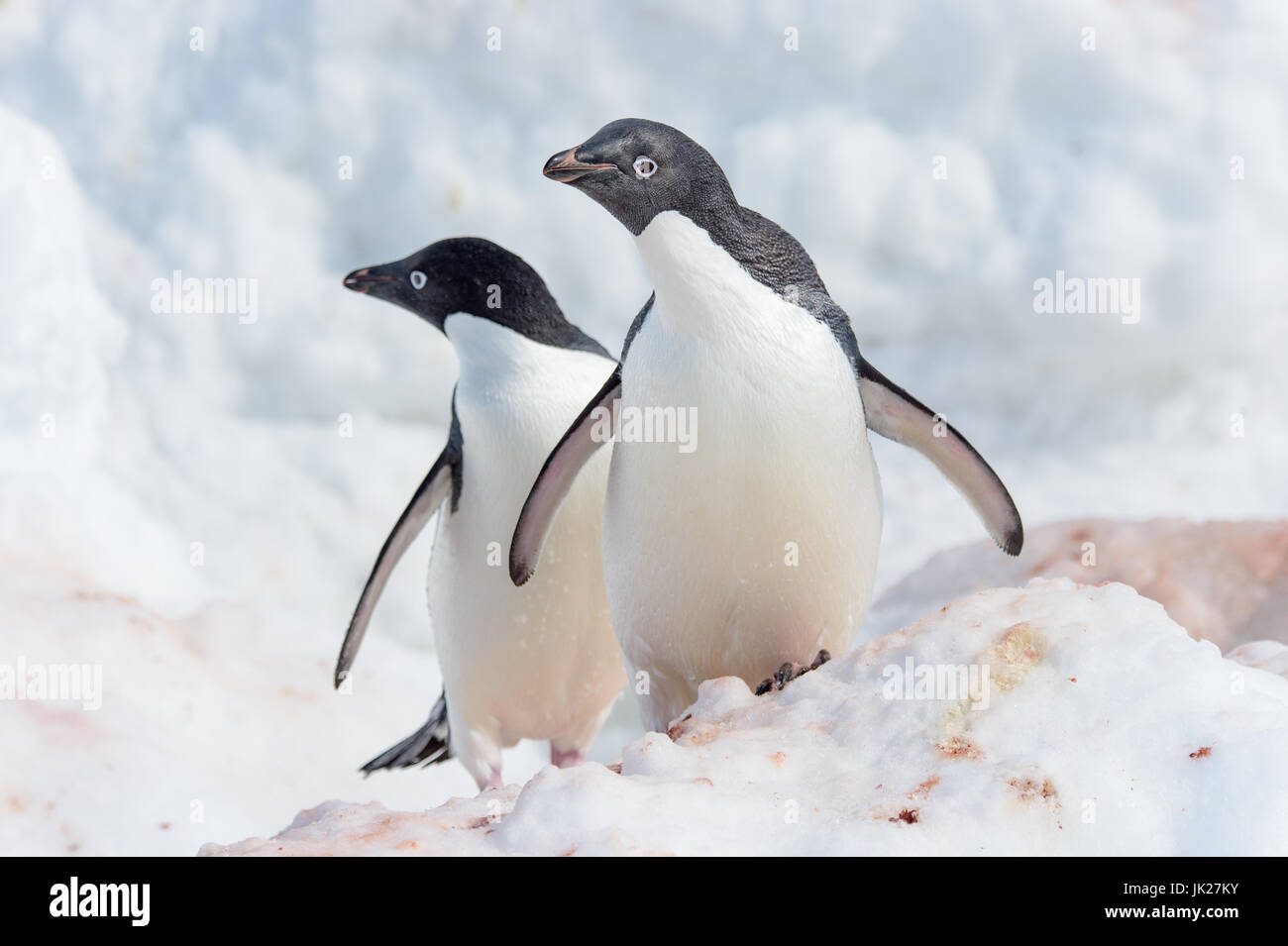 Un par de pingüinos Adelia que mirando la cámara en la Antártida Foto de stock