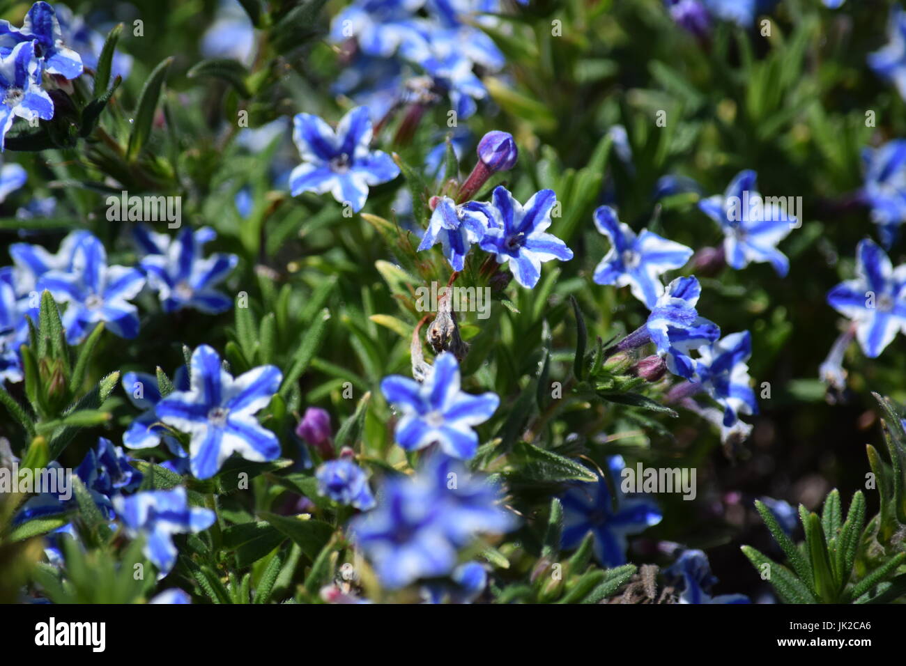 Flores azules, formaciones naturales Fotografía de stock - Alamy