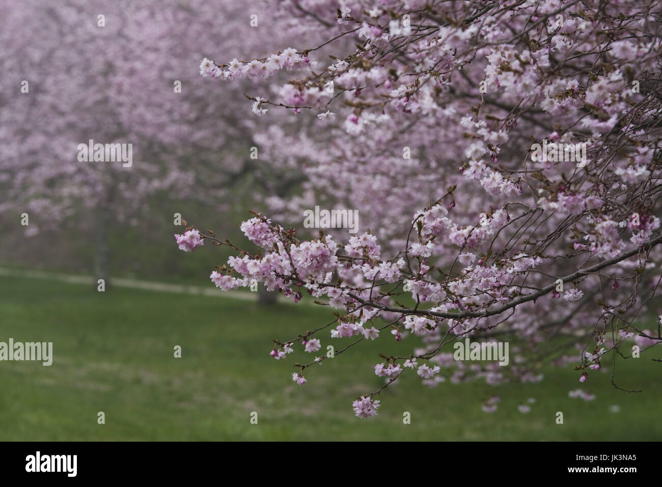 Los Estados Unidos, Nueva York, Long Island, en los Hamptons, Amagansett, cerezos en primavera Foto de stock