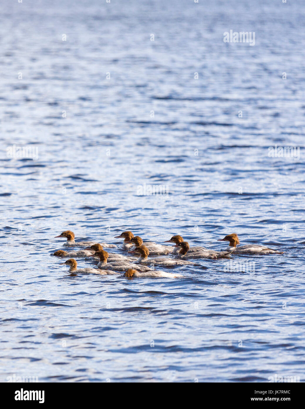 Grupo de jóvenes Merganser común (N. América) o Goosander (Eurasia) (Mergus merganser) en el lago Uspen, Lerum, Suecia Foto de stock