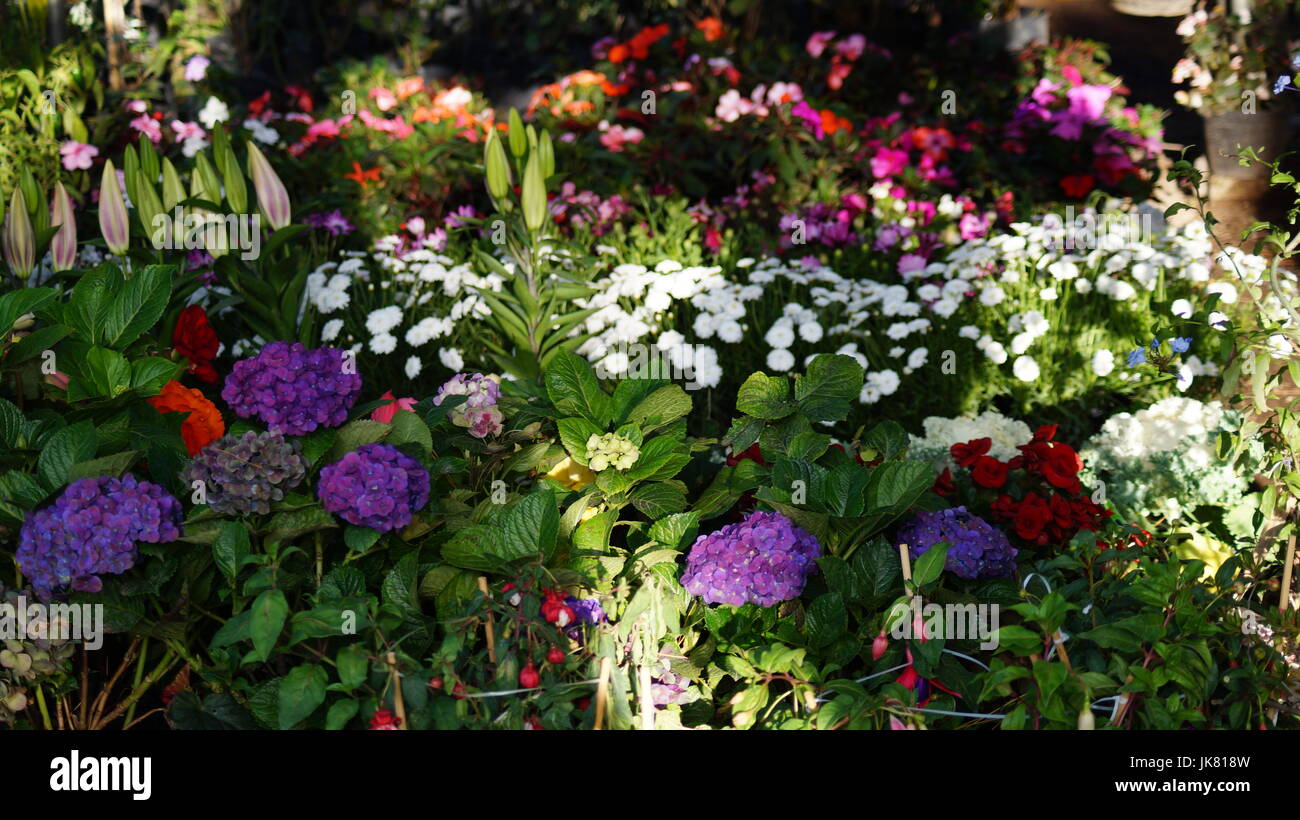 Un jardín repleto de flores, de diferentes colores que le dan al mundo belleza, anu flor es única por sus tonalidades, especialmente por su fragancia, hermosa Foto de stock