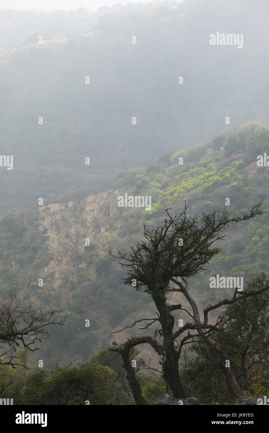 Región de Omán, Dhofar Salalah, Berglandschaft, Bäume, alt neblig, Foto de stock