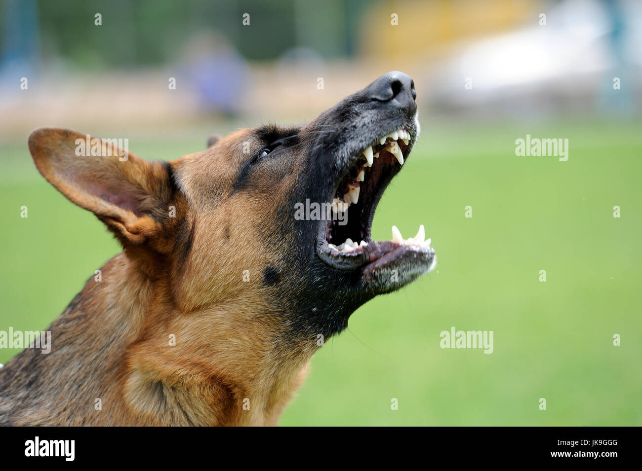 Close-up retrato perro enojado en la naturaleza Foto de stock