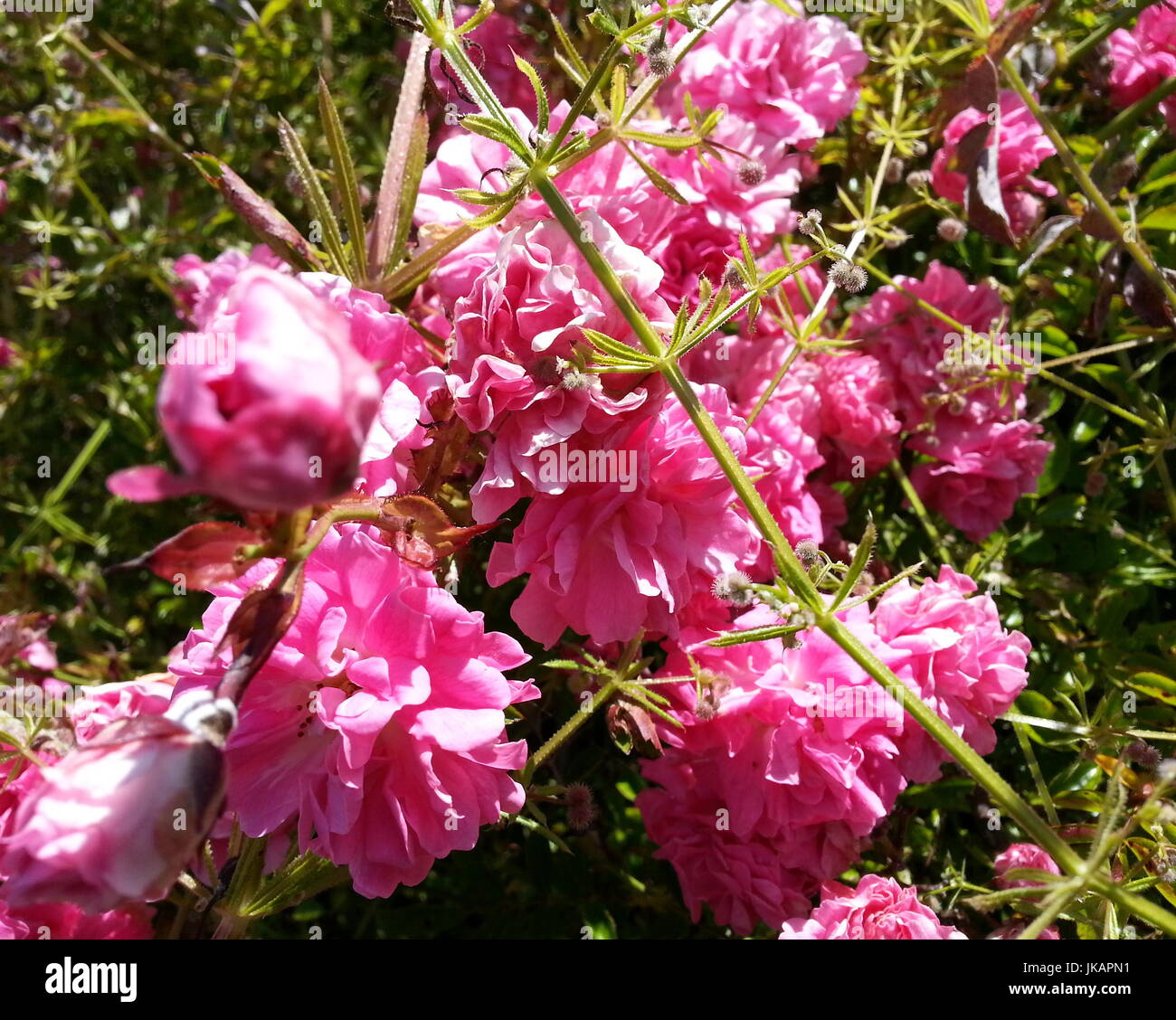 Flores de color rosa Foto de stock