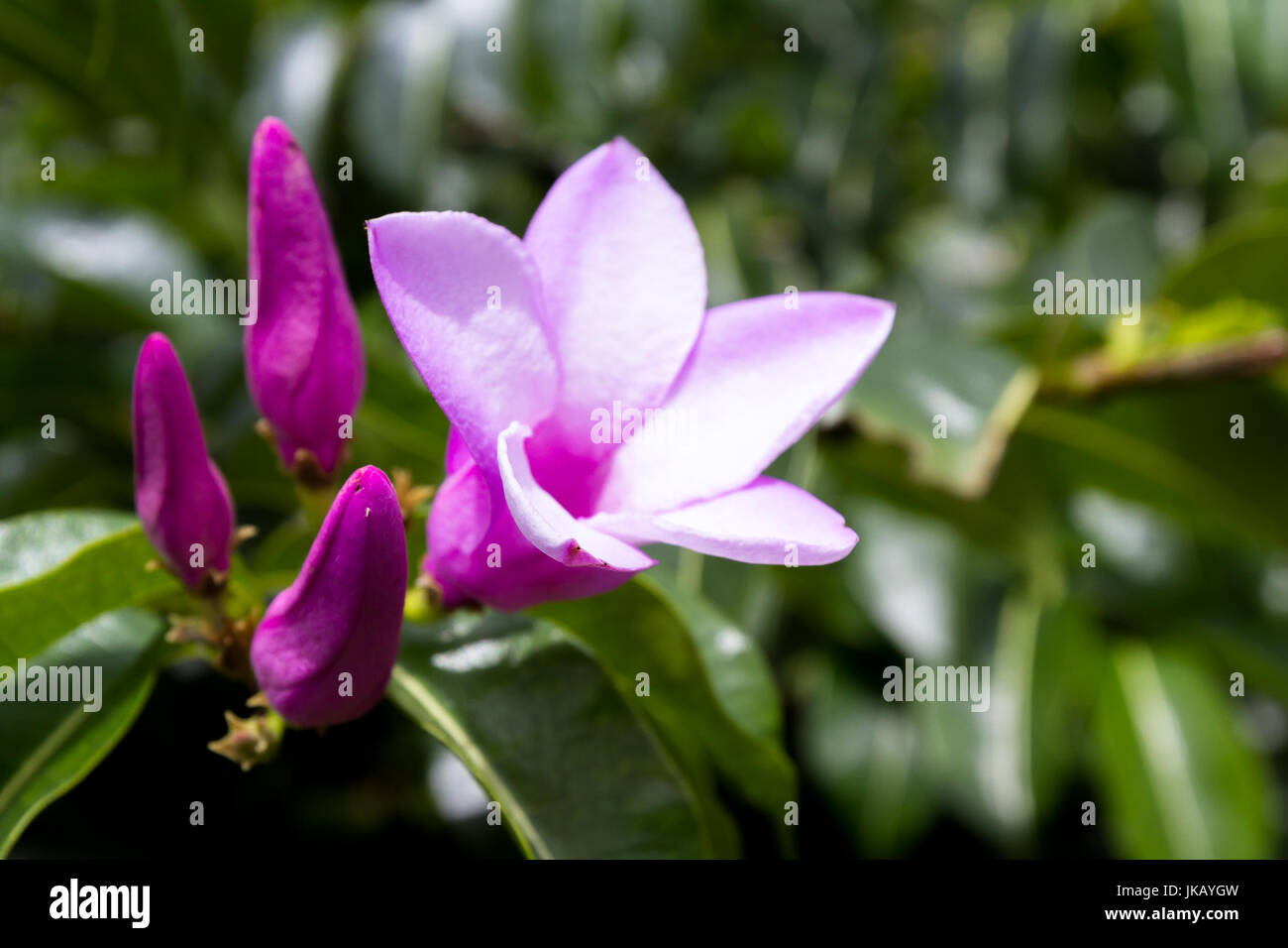 Cerca De Una Hermosa Flor Morada Con Cinco Pétalos Delicados Con Un Grupo De Flores Listo Para Abrir Y Vegetación Natural En El Fondo Fotografía De Stock Alamy