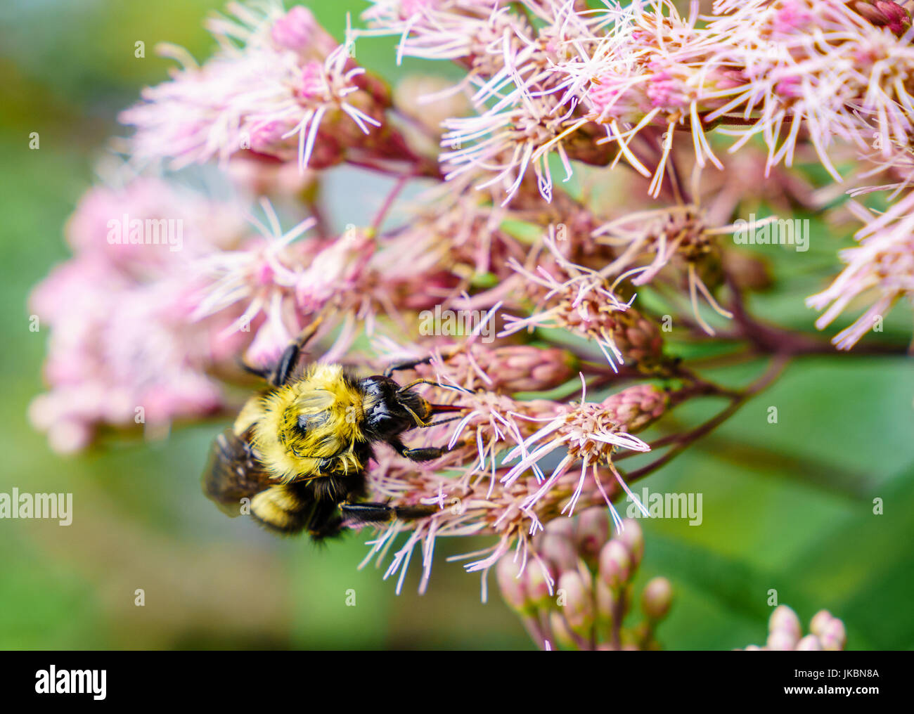 Imagen cercana de una abeja alimentándose de flores Foto de stock