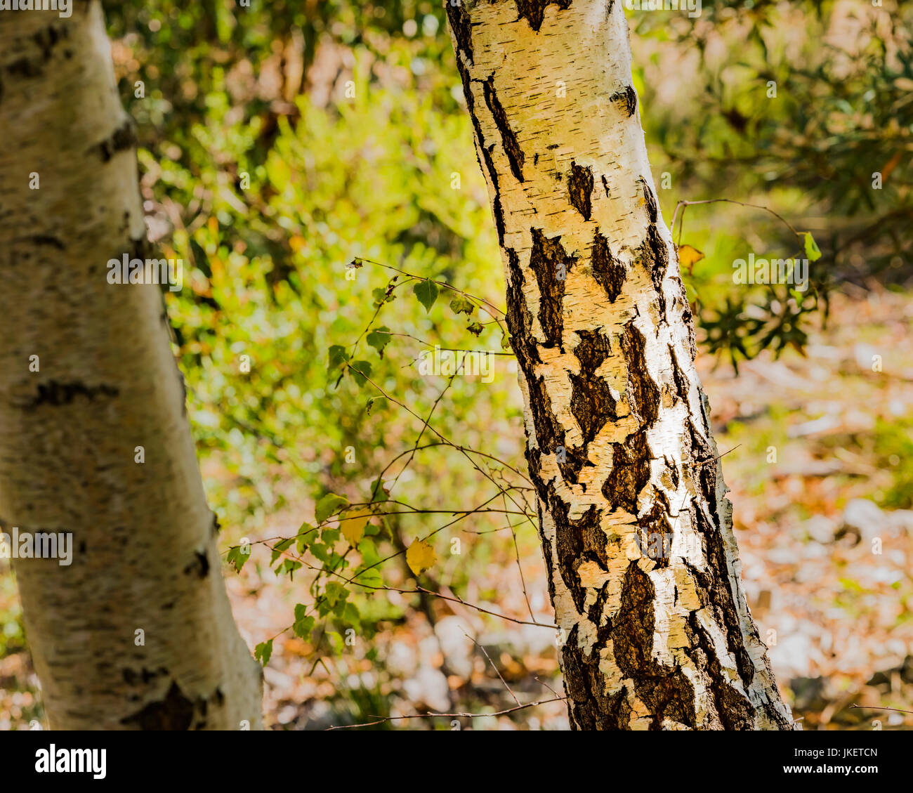 Banksia plateada con su distintiva corteza de árbol en el Parque Nacional Mount Lofty, South Australia Foto de stock