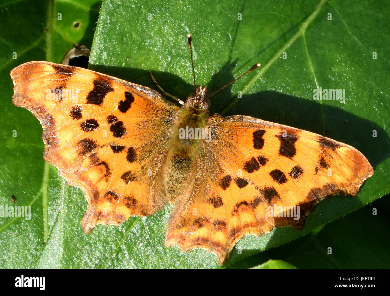 Una coma (Polygonia c-album) descansa de mariposa con las alas abiertas. Bedgebury Bosque, Kent, UK. Foto de stock