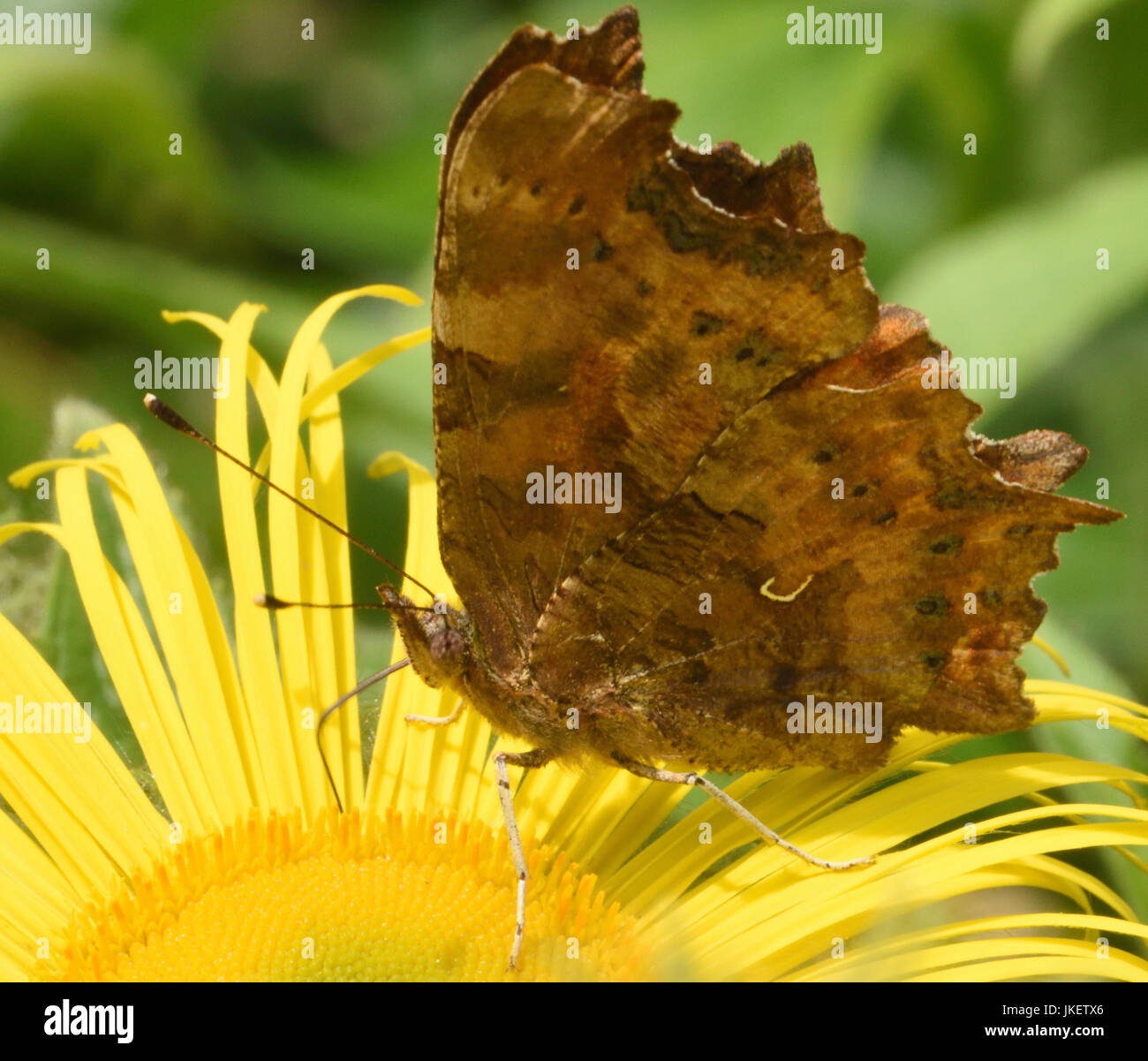 Una coma (Polygonia c-album) mariposa con las alas cerradas se alimenta de un amarillo Inula hookerii flor. Bedgebury Bosque, Kent, UK. Foto de stock