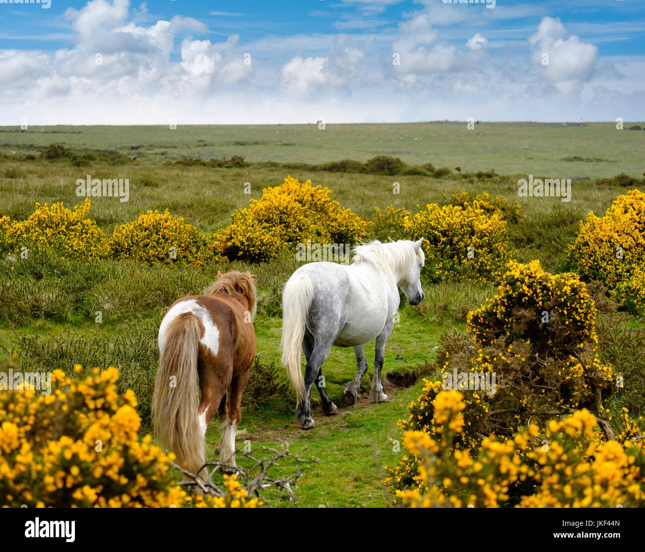 Dartmoor-Ponys, blühender Ginster, Parque Nacional de Dartmoor, Devon, Inglaterra, Großbritannien Foto de stock