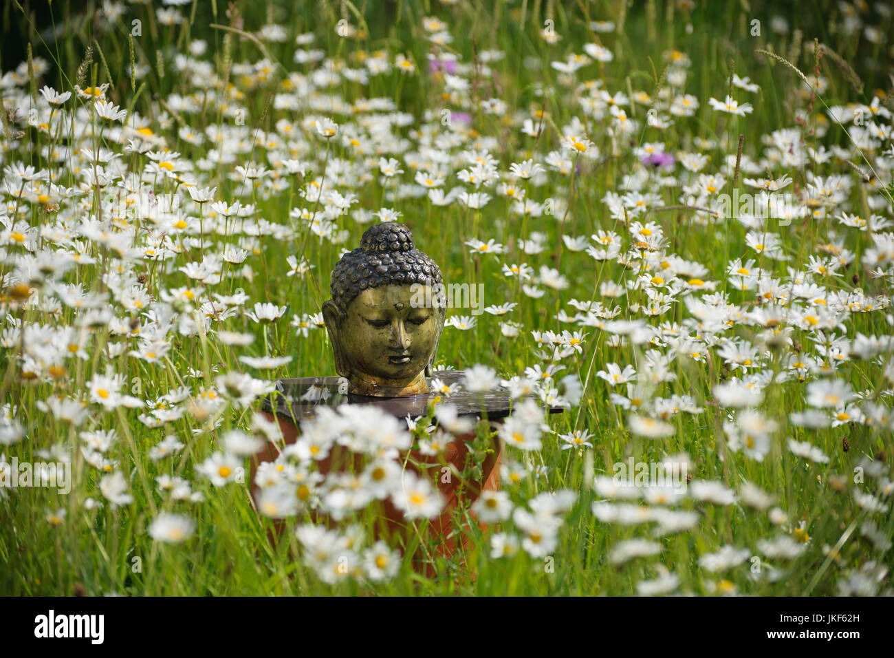 Cabeza Buda en altar informal en pradera con margaritas de ojo de buey. Santuario de jardín, Junio, verano Foto de stock