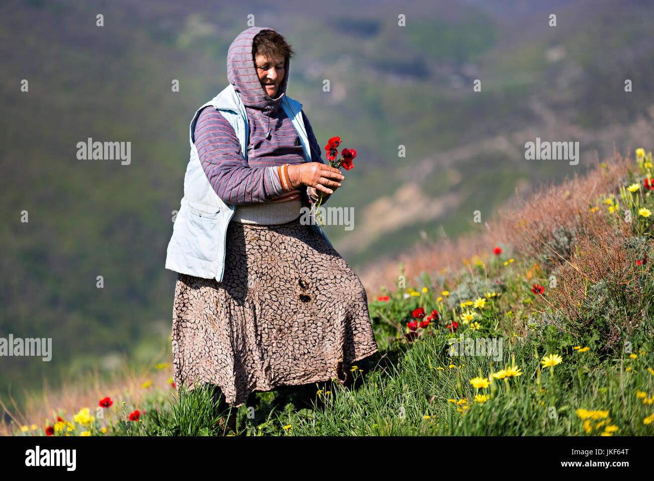 Mujer georgiana recogiendo flores en las montañas del Cáucaso, Georgia. Foto de stock