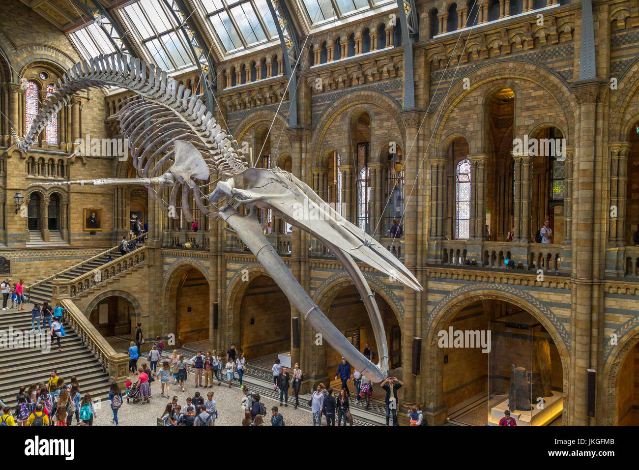 'Hope' El gigante esqueleto de ballena azul, Balaenoptera musculus suspendido del techo de Hintze Hall en el Museo de Historia Natural, Londres, Reino Unido Foto de stock