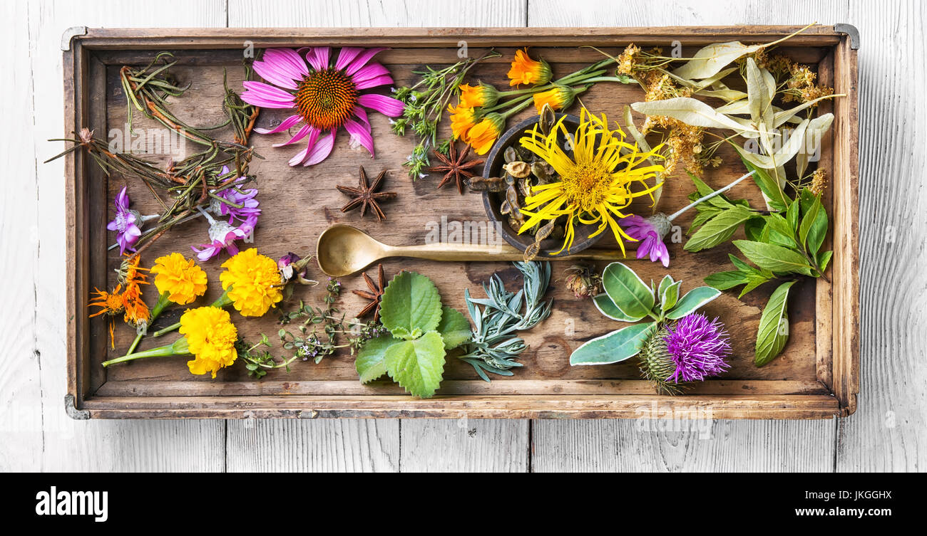 Plantas medicinales en caja de madera fotografías e imágenes de alta