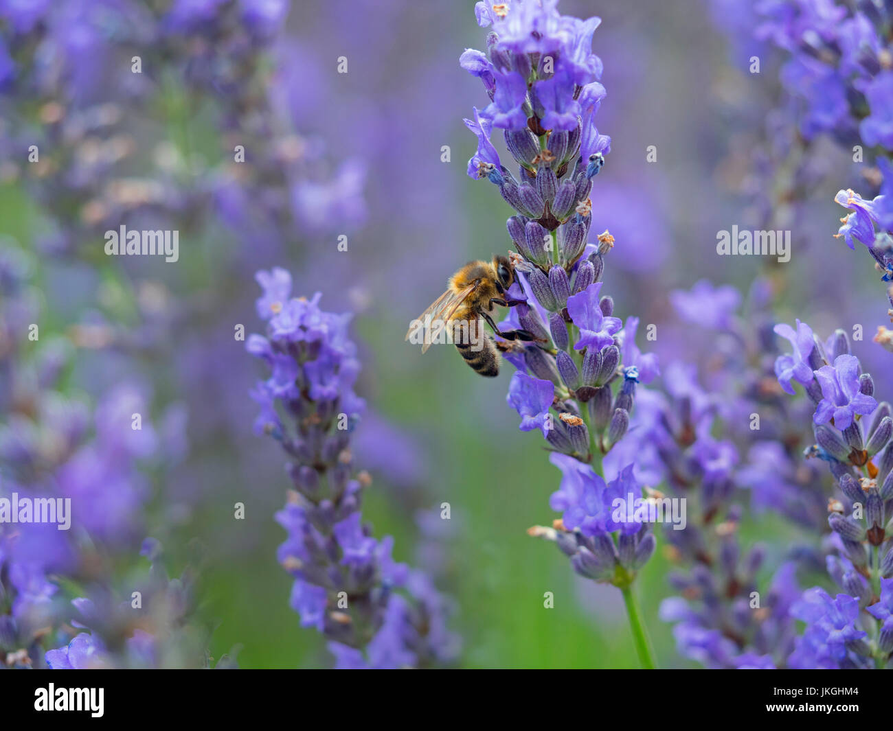 Trabajador de la abeja melífera Apis mellifera alimentándose de jardín lavanda Foto de stock