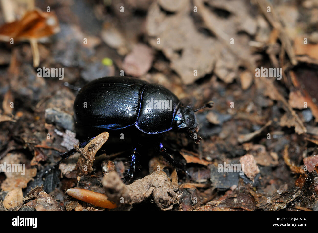 Beetle - Geotrupes stercorarius dor Foto de stock