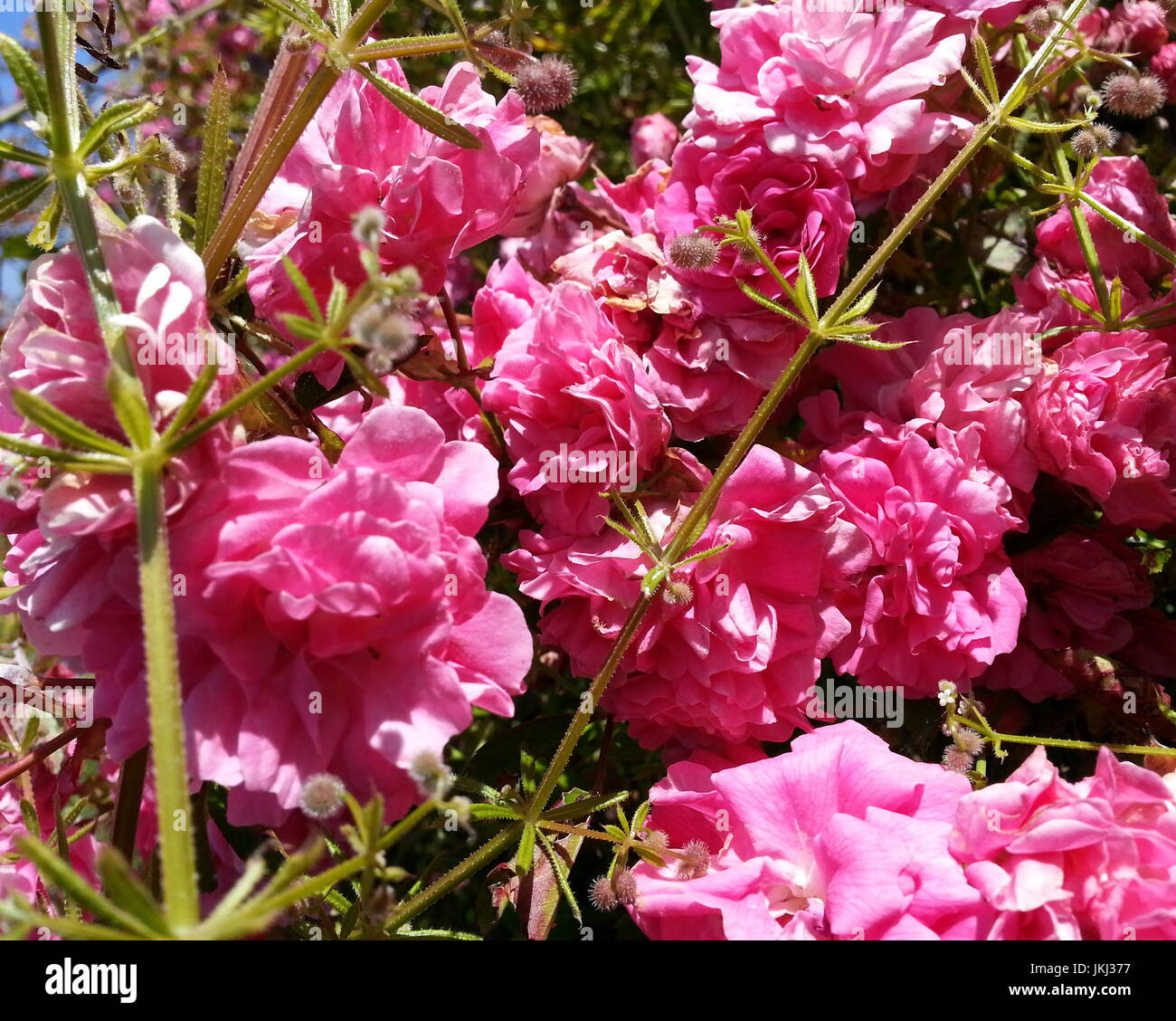 Rosa Flores de Vid Foto de stock